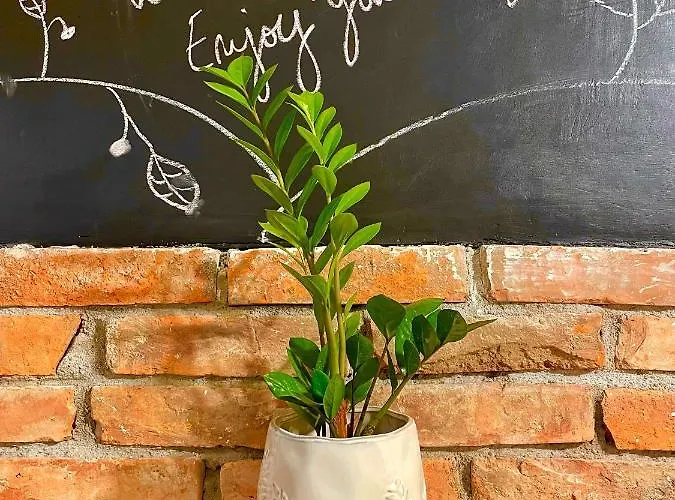 A La * Κλουζ-Ναπόκα